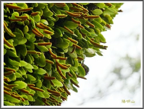 20130124陽明山公園賞櫻隨拍58.jpg