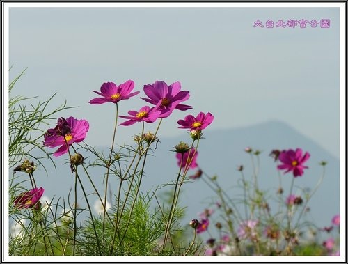 大臺北都會公園~三重水漾園區03.jpg