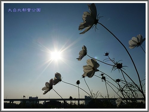 大臺北都會公園~三重水漾園區10.jpg