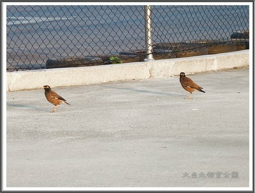 大臺北都會公園~三重水漾園區33.jpg