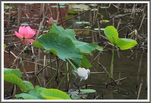 荷花池隨拍06.jpg