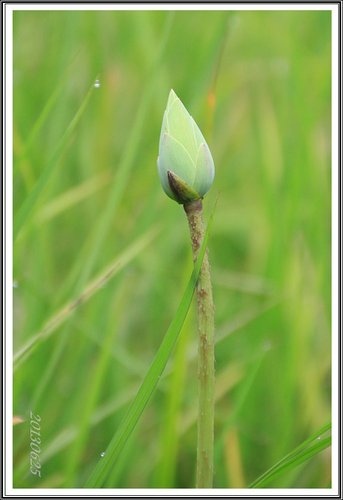 荷花池隨拍13.jpg