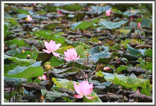 荷花池隨拍39.jpg