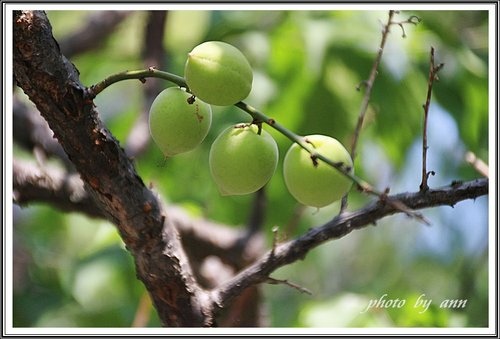 隨拍~花與果(士林官邸)09.jpg