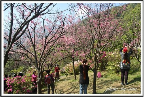 陽明公園賞花(一)~0312 11.jpg