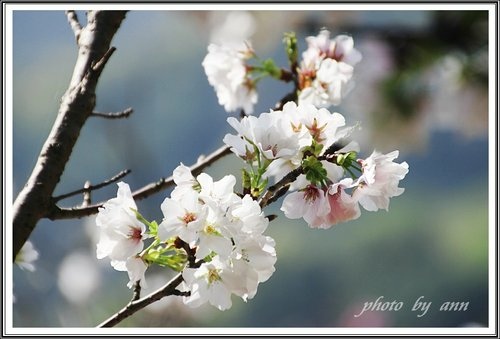 陽明公園賞花(二)~0312 15.jpg