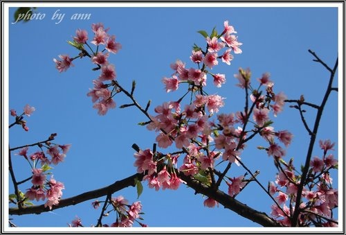 陽明公園賞花(二)~0312 18.jpg