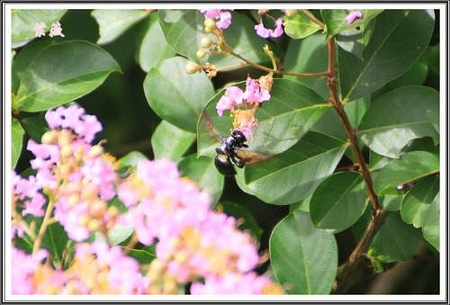 20130728校園紫薇~2013 09.jpg