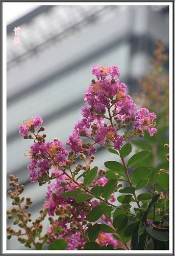 小公園紫薇~2013 05.jpg