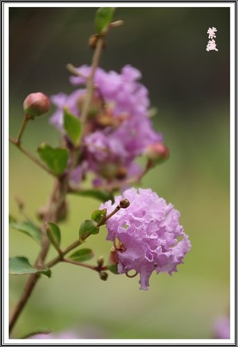 小公園紫薇~2013 09.jpg