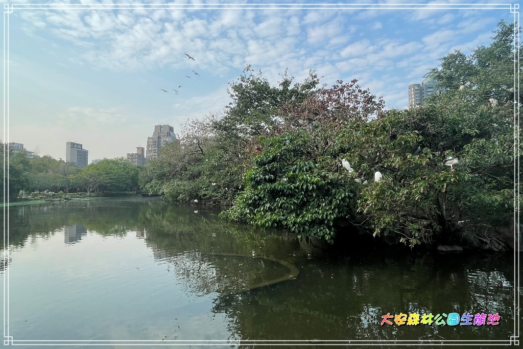 大安森林公園生態池2024030402.JPG