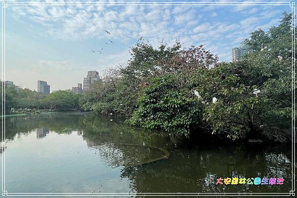 大安森林公園生態池2024030402.JPG