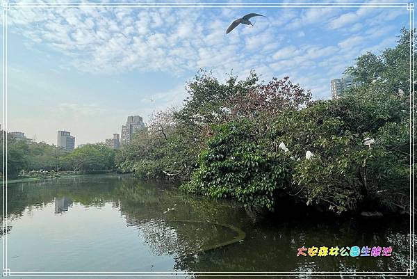 大安森林公園生態池2024030405.JPG