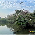 大安森林公園生態池2024030405.JPG