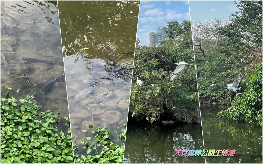 大安森林公園生態池2024030406.jpg