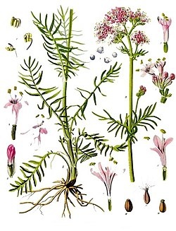 250px-Valeriana_officinalis_-_Köhler–s_Medizinal-Pflanzen-143.jpg