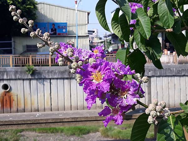 路邊的花樹──大花紫薇。