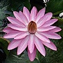 220px-Lotus12 220px-Lotus12