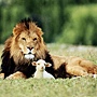 lionlamb lionlamb