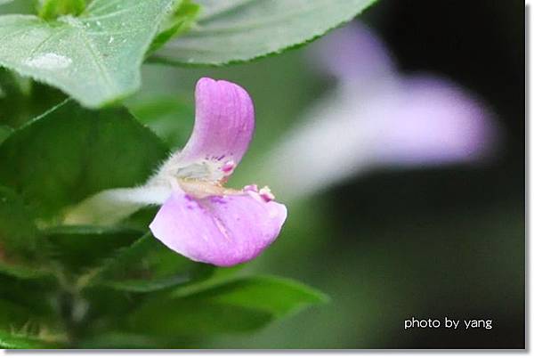 扁桃斑鳩菊