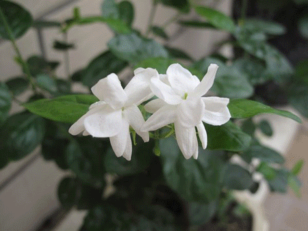 茉莉花是亞熱帶植物，以香味取勝