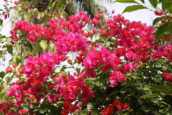 九重葛- Bougainvillea glabra (4)