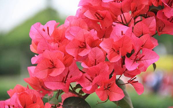 九重葛- Bougainvillea glabra (5)