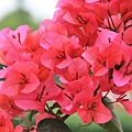 九重葛- Bougainvillea glabra (5)