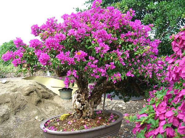 九重葛- Bougainvillea glabra (7)