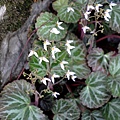 虎耳草（學名：Saxifraga stolonifera Curt (1)