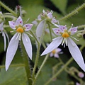 虎耳草（學名：Saxifraga stolonifera Curt (2)