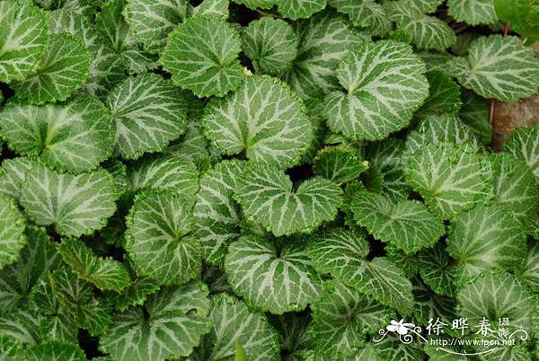 虎耳草（學名：Saxifraga stolonifera Curt (5)