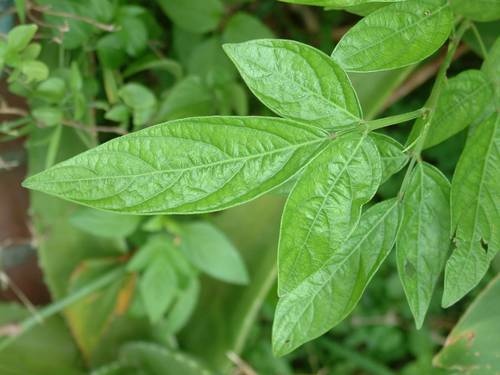 驅邪、避陰、去煞的風水植物或護身植物