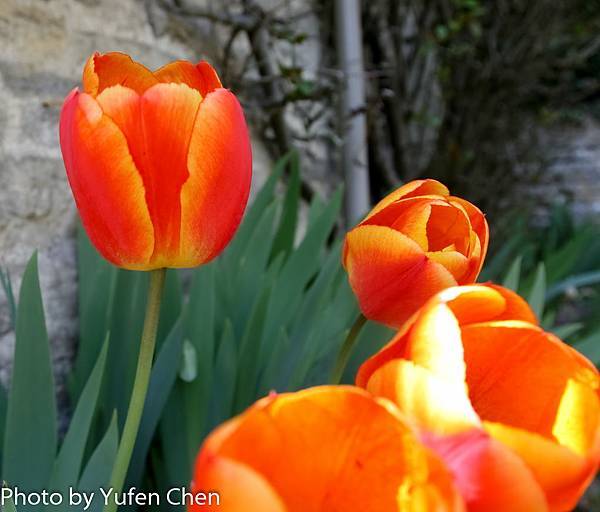 4655618529_be4d4e0e13_o-2 4655618529_be4d4e0e13_o-2