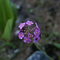 高山小花1