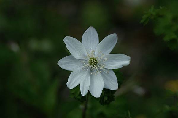 高山小花4