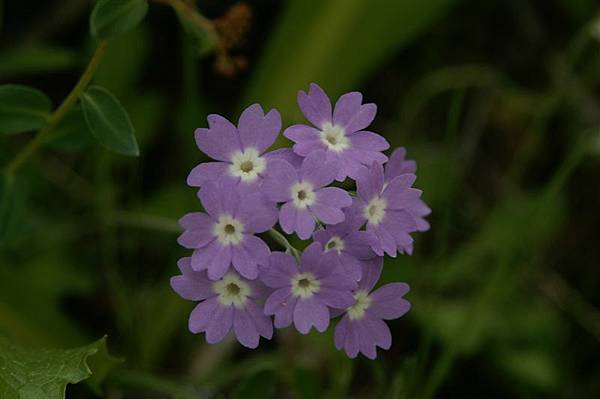 高山小花6