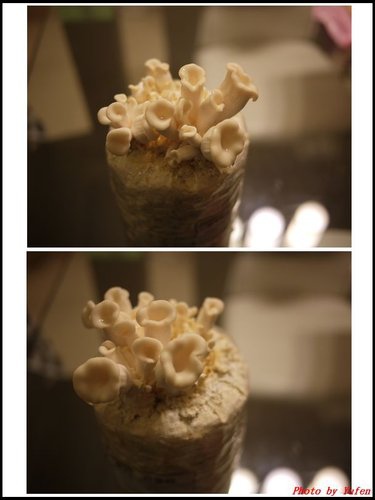 005豐年農場太空包-白雪菇04.jpg