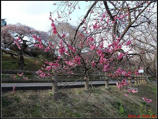 日本東北day3-鹽釜神社095.jpg