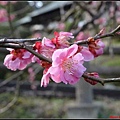 日本東北day3-鹽釜神社097.jpg