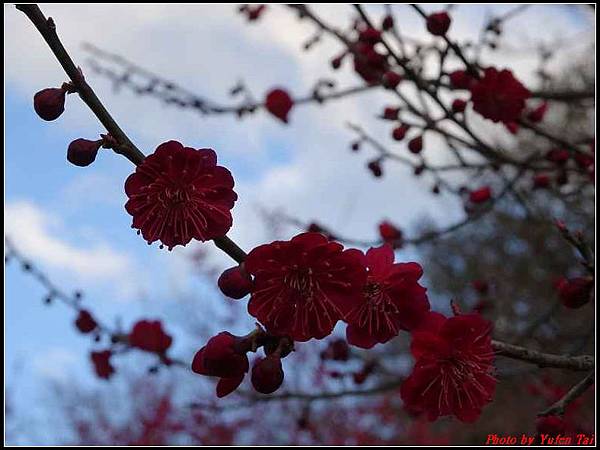 日本東北day3-鹽釜神社099.jpg