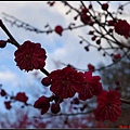 日本東北day3-鹽釜神社099.jpg