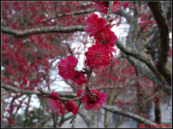 日本東北day3-鹽釜神社100.jpg