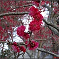 日本東北day3-鹽釜神社100.jpg