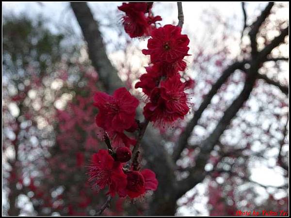 日本東北day3-鹽釜神社101.jpg