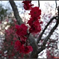 日本東北day3-鹽釜神社101.jpg