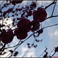 日本東北day3-鹽釜神社102.jpg