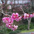 日本東北day3-鹽釜神社103.jpg