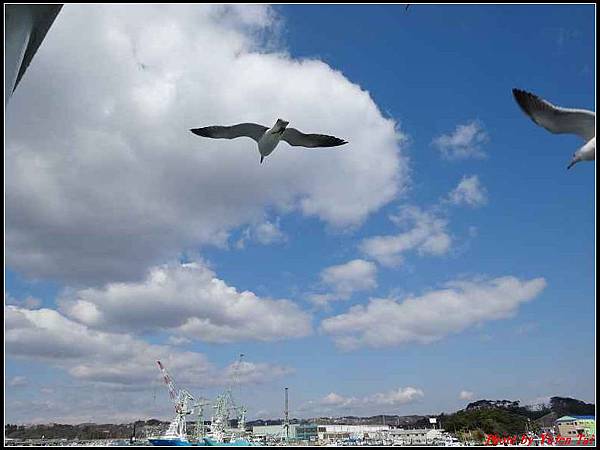 日本東北day4-松島遊船179.jpg