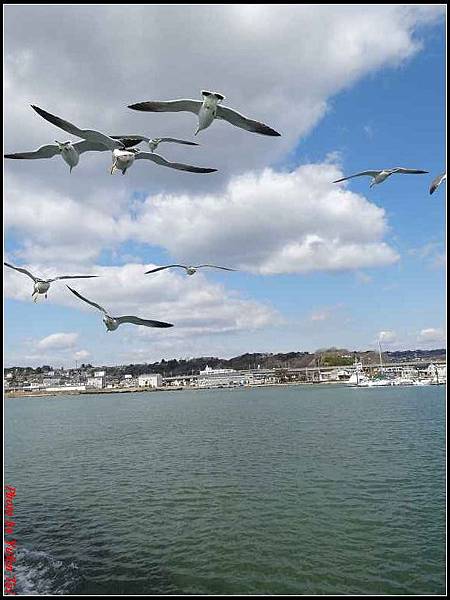 日本東北day4-松島遊船195.jpg